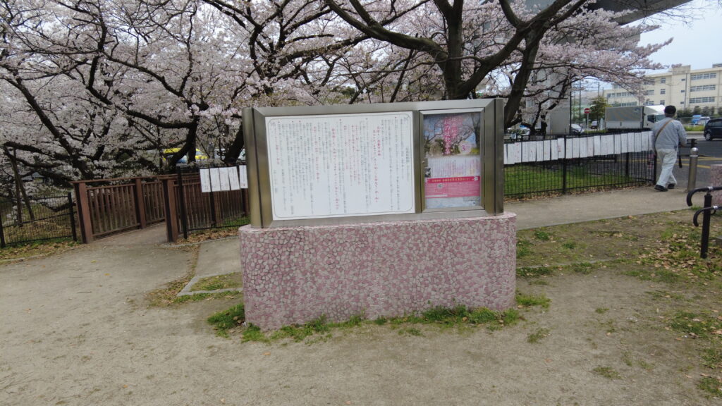 桧原桜公園